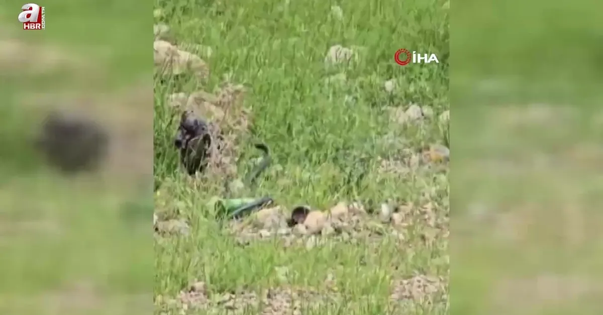 Odun almaya giden kadın 2 metre uzunluğunda yılanı böyle görüntüledi