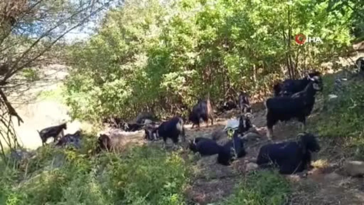 Muş'un Kamış köyünün başı kurtlarla dertte