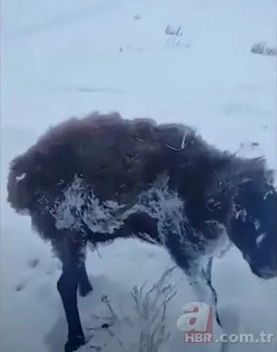 Görüntüler Türkiye'den! Kirpikleri ve sakalı soğuktan dondu 11