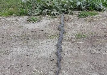 Yaylada ortaya çıktı! Metrelerce uzunluğunda... Büyük korku yarattı