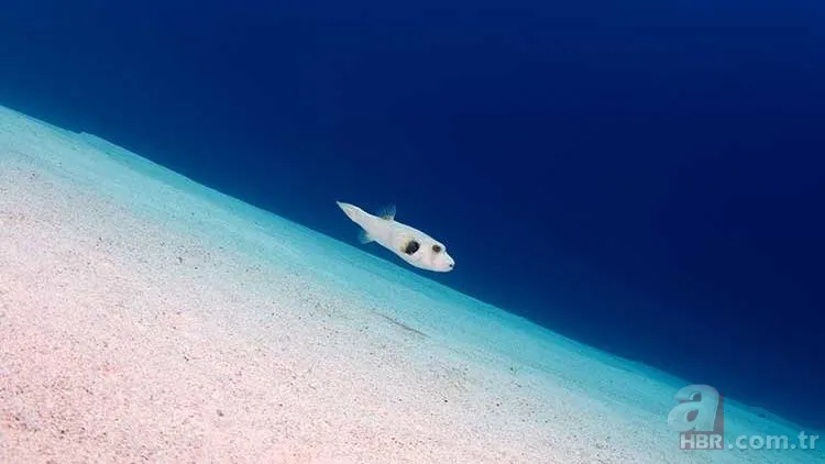 Ege Denizi'nde görülen aslan balığı tehlike saçıyor! | Dünyanın en tehlikeli hayvanları 5