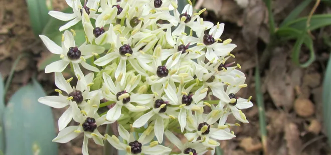 Tunceli'de keşfedildi! Azizabdal adı verildi!