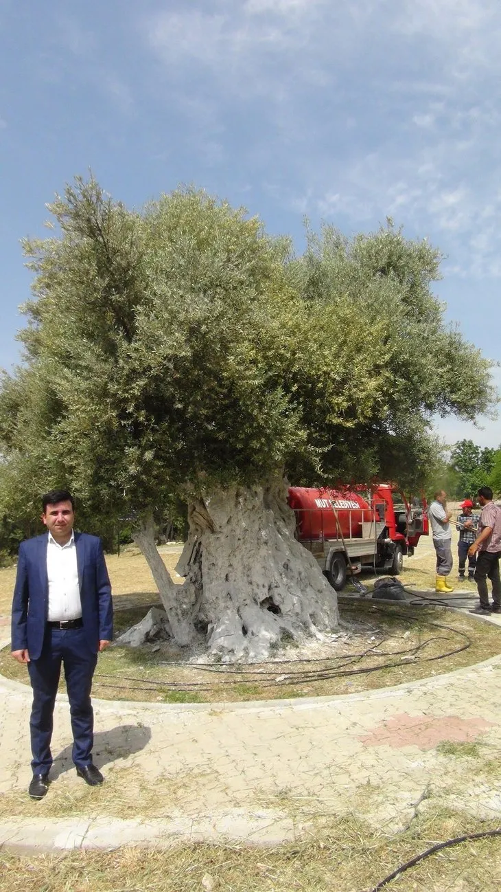 İşte Başkan Erdoğan’ın bahsettiği o zeytin ağacı