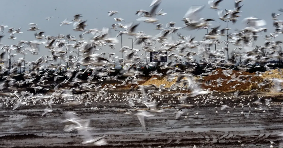 Martıların rüzgarla dansı görsel şölen sundu