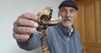 Artvin’de görenleri hayretler içinde bırakan olay! 55 santimlik iskelet