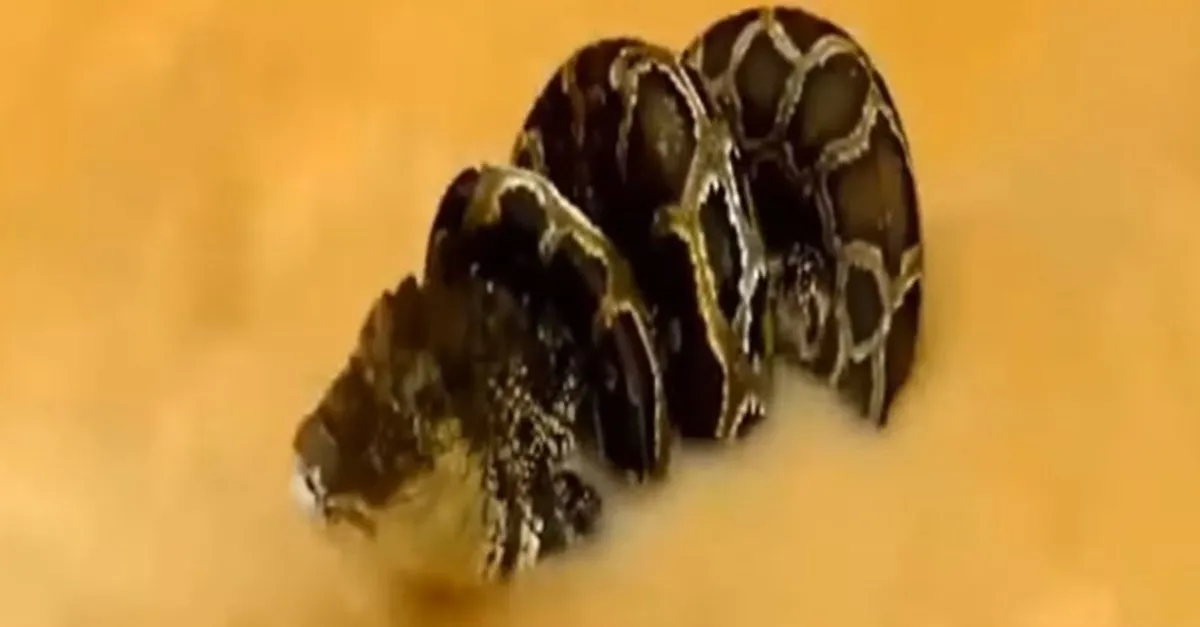 dev piton yilani ile timsahin yasam savasi o anlar boyle kameraya yansidi