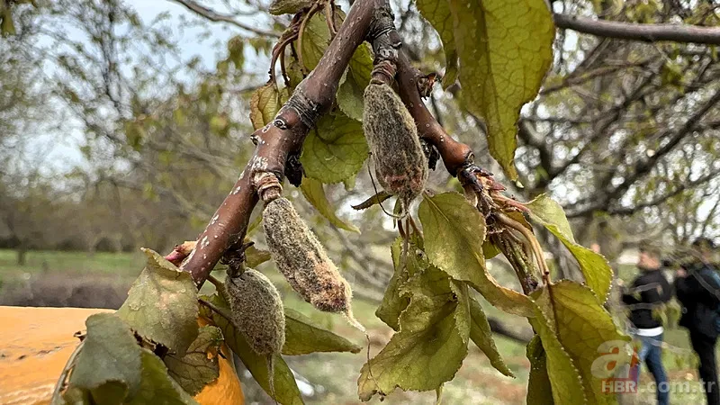 Şehir şehir zarar gören ürünler listesi: Fındık, Ceviz, Kiraz... Türkiye'de Zirai Don Haritası ortaya çıktı! 8