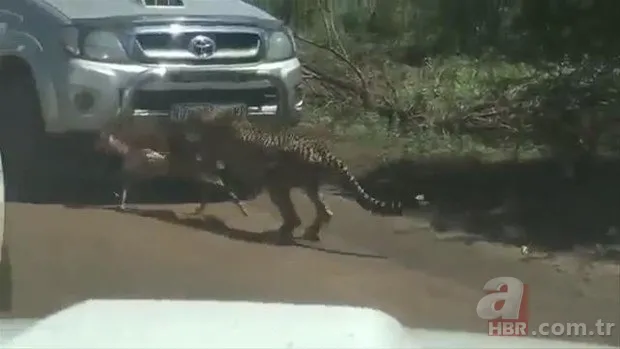 Zürafa aslanlara yem olmaktan kurtulamadı! Vahşi doğanın acımasız yüzü 13