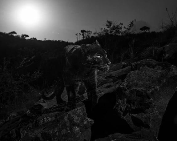 ’Kara panter’ 110 yıl sonra ilk kez görüntülendi