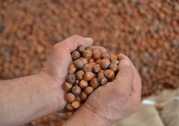 En tehlikeli 10 gıda arasında Türk fındığı var