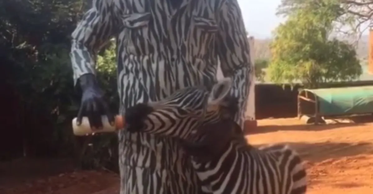 Öksüz kalan zebraya özel bakım! "Vekil annelik" yapıyorlar