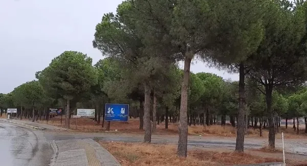 CHP'li Burhaniye Belediyesi’nden ağaç katliamı! Doğayı katledip yerine AVM dikecekler - 1