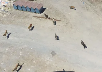Kurtköy ormanında 3 bin köpek başıboş yaşıyor