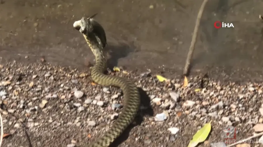 Avlayıp metrelerce ağzında böyle taşıdı! Amatör balıkçılar görüntüledi 9