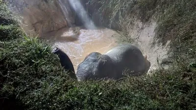 Çukura düşen fil böyle kurtarıldı