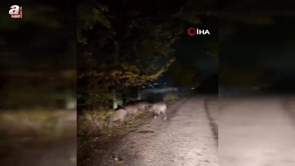 Bolu’da aç kalan domuz sürüsü yola indi