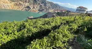 Yusufeli’deki ’nakil bağlar’da üzüm bereketi