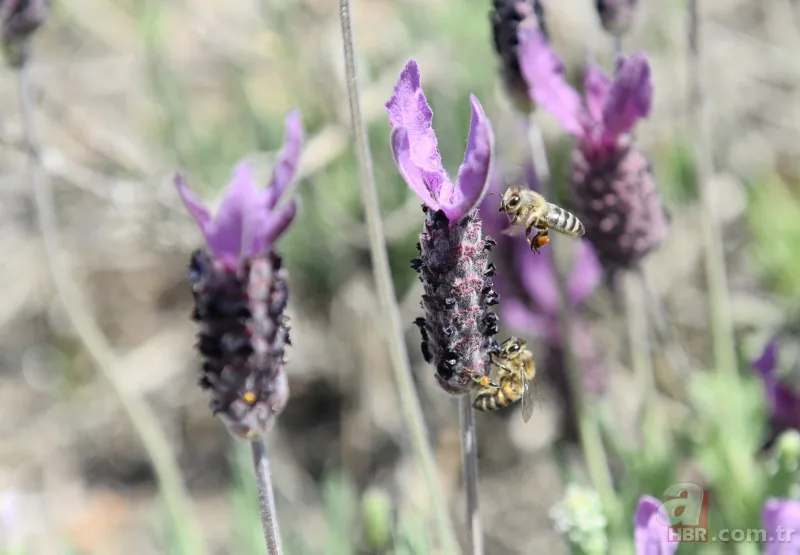 22 kilometre uzunluğu ile Türkiye'nin en uzun sahili! Sağlık turizminin gözdesi olacak 10