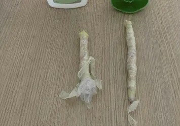 Şampuan kutusundan bonzai çıktı