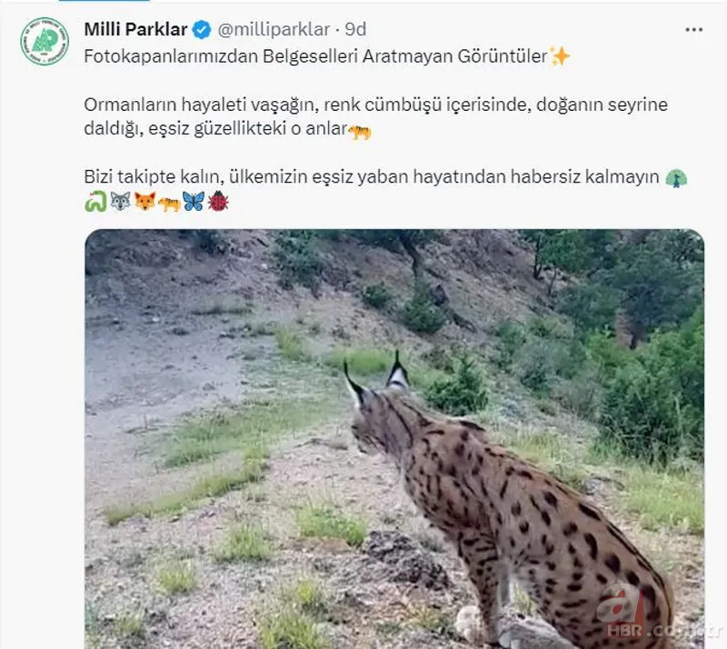 Fotokapanlardan belgeselleri aratmayan görüntüler! 3