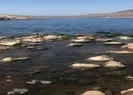 Yalıkavakta içler acısı görüntü!