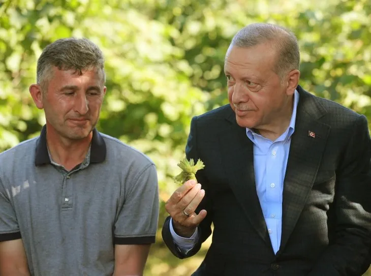 Başkan Recep Tayyip Erdoğan fındık bahçesinde! Vatandaşlarla samimi sohbet