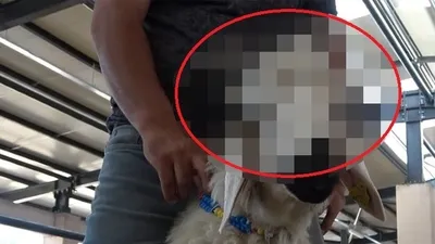 Hayrete düşüren kurbanlık! Kimse yanaşmıyor