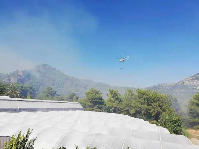 Antalya’da orman yangını! 1 saatte kontrol altına alındı