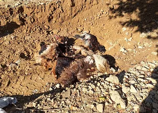 Ağılda katliam! Kurtlar girdi