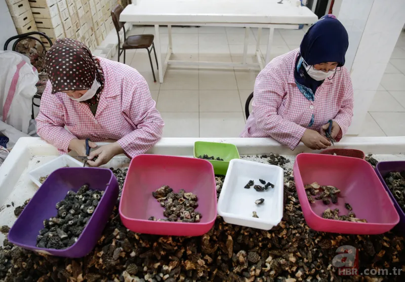 Türkiye'de yetiştirilip Avrupa'ya gönderiliyor! Kilosu 250 avroya satılıyor... 9