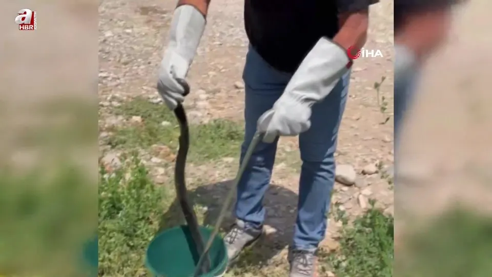 Tuvaletten çıkan şoke etti!