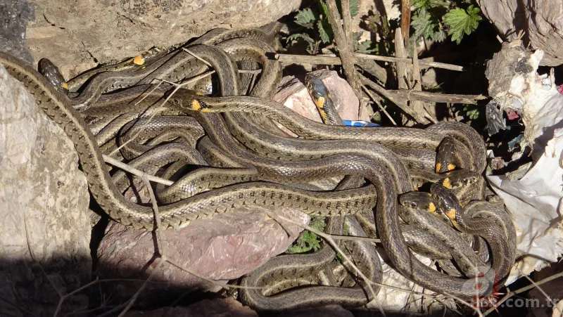 Görüntüler Türkiye'den... Diyarbakır'da 2 metrelik yılanların dansı kamerada 4