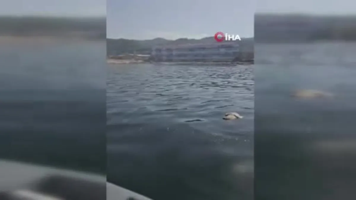 Ölümü bekleyen martıyı böyle kurtardılar