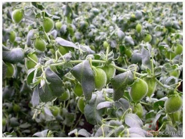 Ormanda yürüyüş yaparken karşısına çıktı! Ölü adamın parmakları kan dondurdu 24