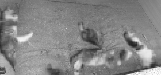 Ankara’da kan donduran olay! Kafası ve kuyruğu koparılmış yavru kediler bulundu