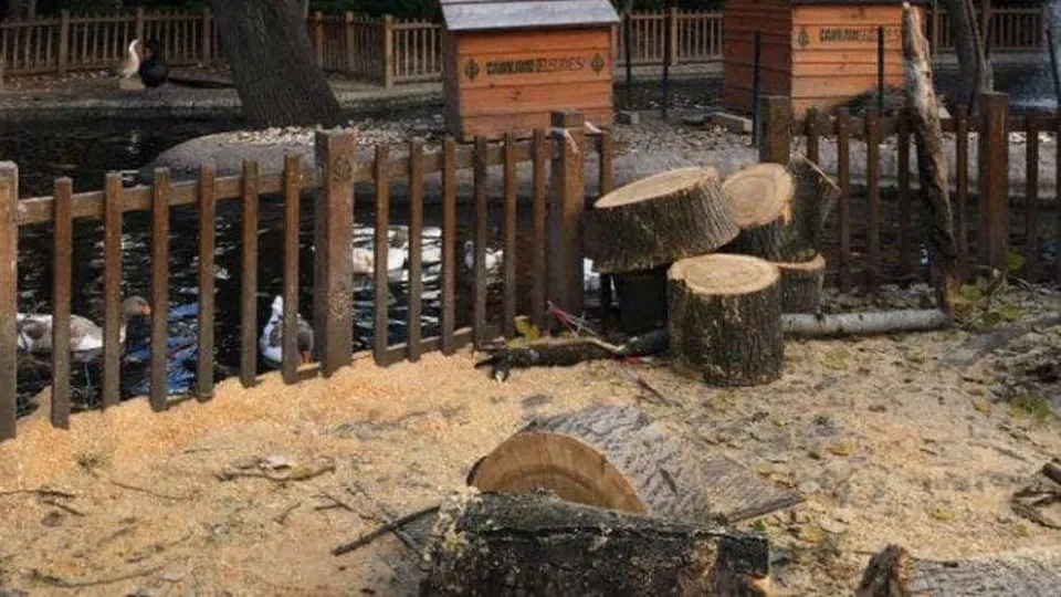 CHP'li Çankaya Belediyesi'nden büyük skandal! Tarihi Kuğulu Park'ta ağaç katliamı