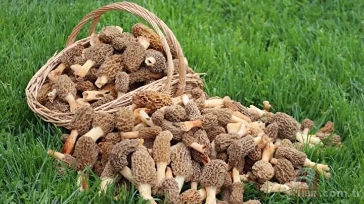 Bayram tatilini fırsat bilip ormana akın ettiler! Kilosu 500 liradan alıcı buluyor 18