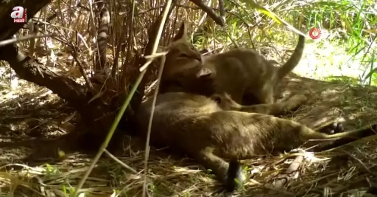 Su samurunun davetsiz misafirleri