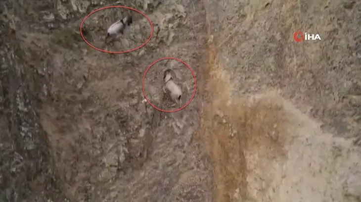 Ölümün kıyısında amansız mücadele! 2 dağ keçisi böyle dövüştü