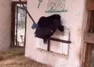 Zeytin Nijerya’ya iade edilecek