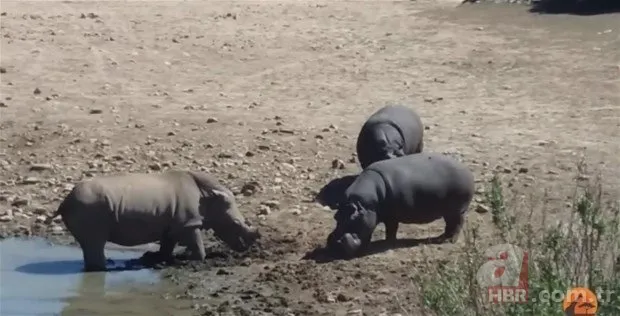 Hayvanlar dünyasından inanılmaz anlar 13