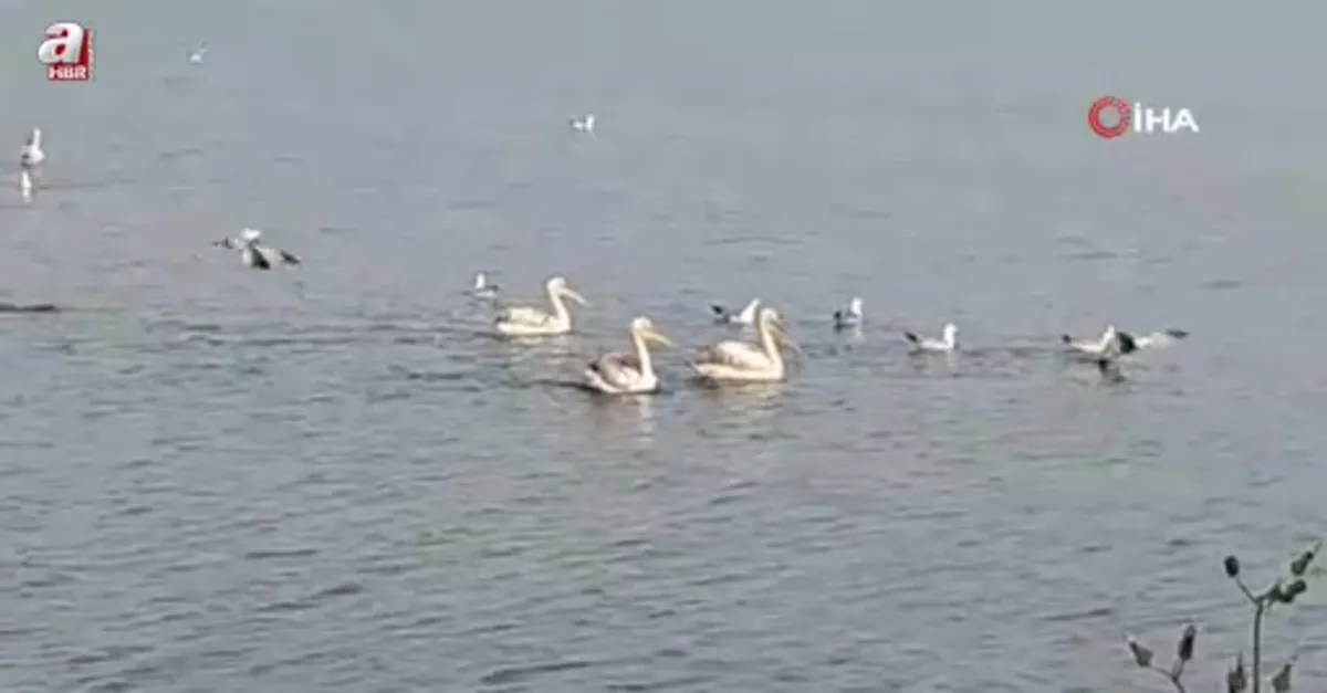 Pelikanlar İznik Gölü'nü süsledi