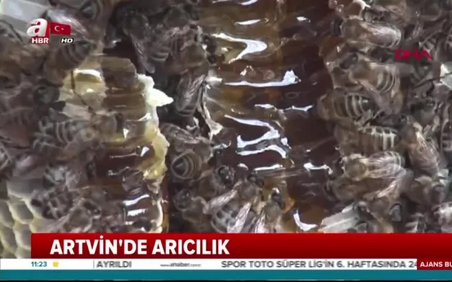 Kokolet Vadisi'nde 2 ton bal üretildi