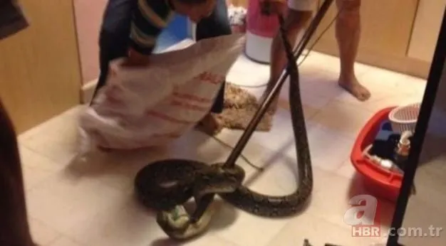 Dev piton yılanı klozetten çıktı! Tuvalete giren adam kabusu yaşadı