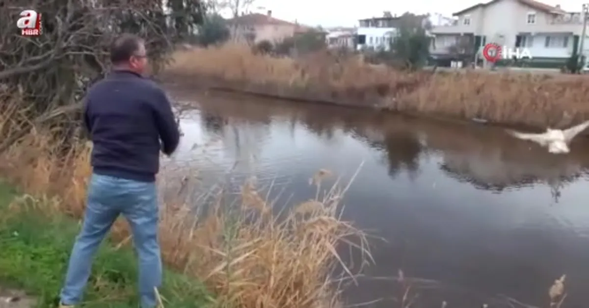 Beslediği kazları doğal ortama saldı