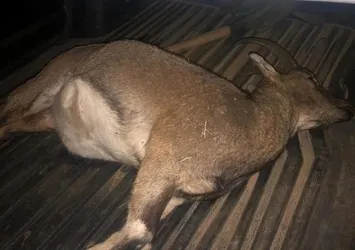 Dağ keçisi avına rekor ceza! Cep yakacak