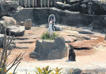 Penguen çizgi film karakterine aşık oldu!