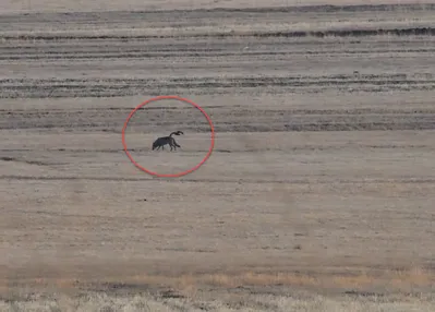 Kırsalda kurt ve vaşak görüntülendi