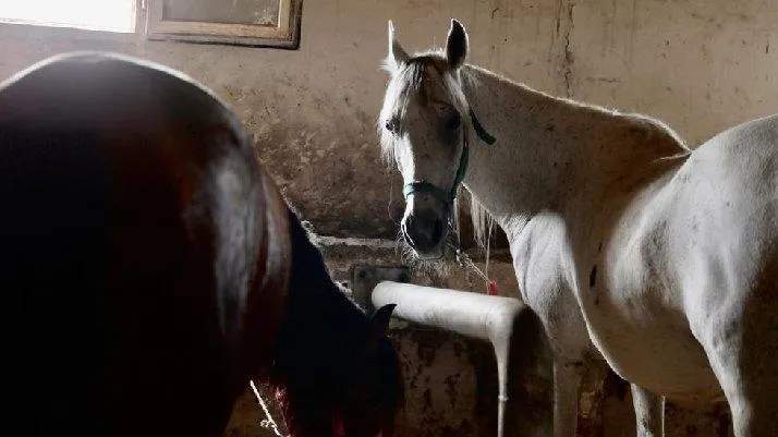 Son dakika: 978 at kayıptı! İBB’den kalpleri acıtan ilk itiraf geldi: 224’ü bakımsızlıktan öldü