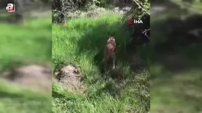 Anne geyik ve yavrusu yeniden birlikte